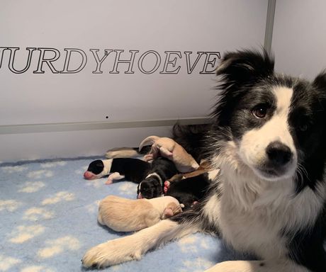 6 puppy's geboren van Emy en Kobra